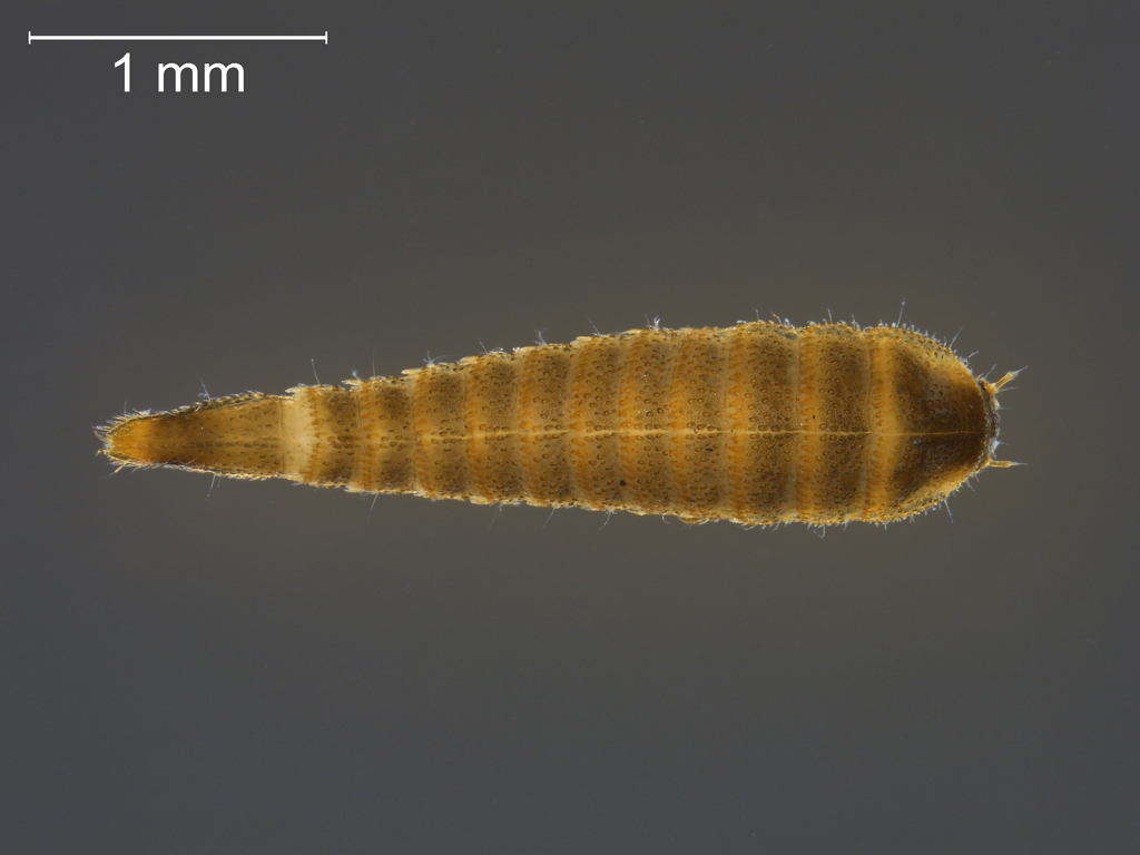 Oulimnius tuberculatus